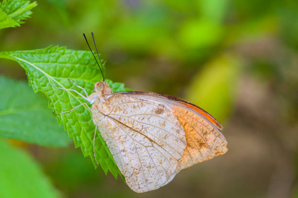 istock Beautiful butterfly in nature. 899280308