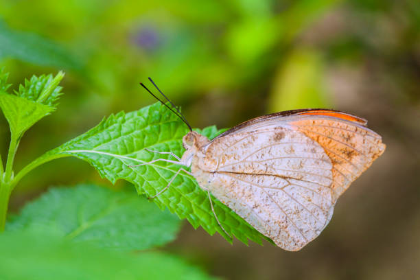 istock Beautiful butterfly in nature. 899280324