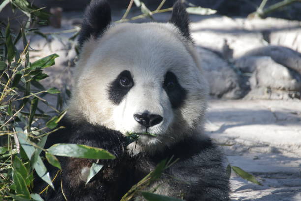 istock Giant Panda in Beijing , China 899280658