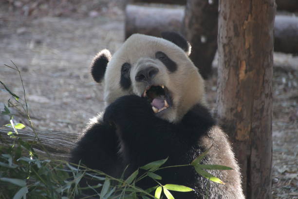 istock Giant Panda in Beijing , China 899280660