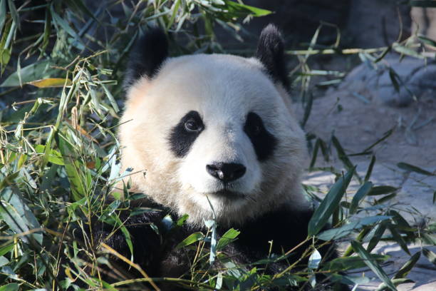 istock Giant Panda in Beijing , China 899280676
