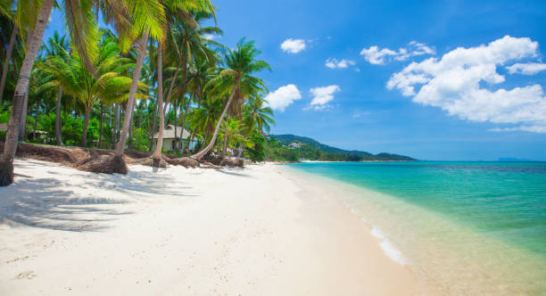 istock tropical beach with coconut palm 899283272