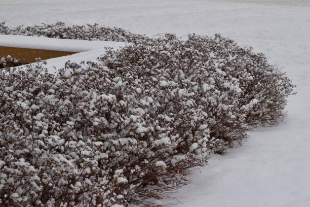 istock Snow covered spirea bushes in winter 899283346