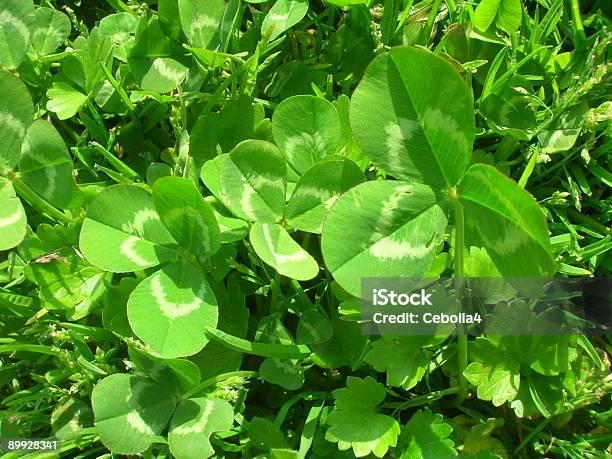 보통체 Shamrocks 3가지 개체에 대한 스톡 사진 및 기타 이미지 - 3가지 개체, 잎, 클로버 모양