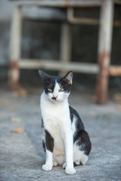 istock Lovely yellow cat on brick floor and morning light. 899283616
