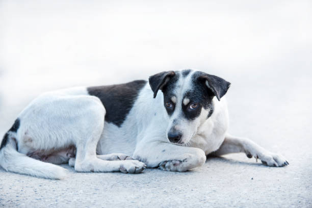 istock Thai Stray dog on the road 899283628