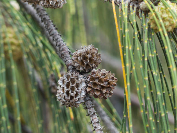 istock Beach Casuarina (Casuarina equisetifolia) fruiting cones. 899284442