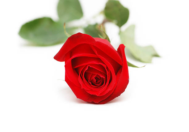 Dark red rose with green leaf background