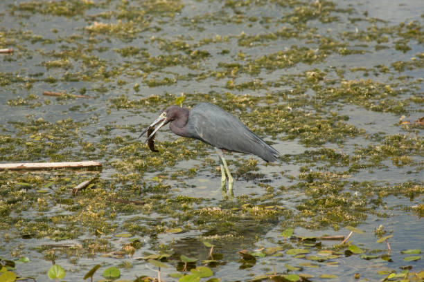 Beautiful great blue heron ready to pounce on a fish at Caddo Lake, Texas on a late autumn afternoon