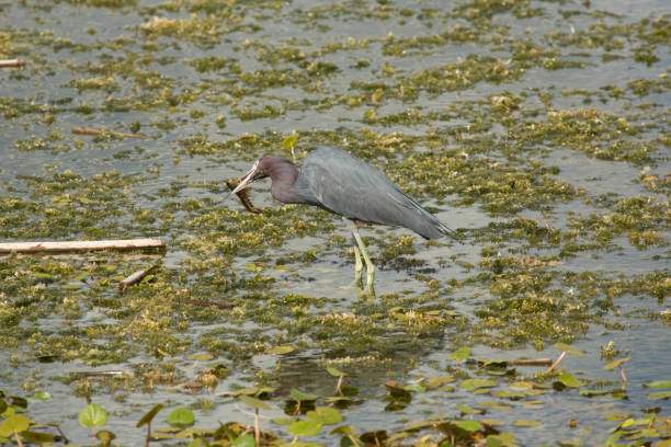 istock Little blue heron eating a big crawfish in central Florida. 899288774