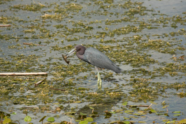 istock Little blue heron eating a big crawfish in central Florida. 899288790