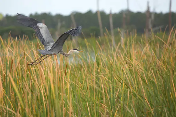 Photo of Great blue heron flying over cattails in a Florida swamp.