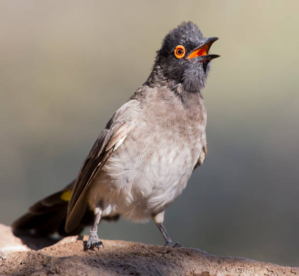 istock Red-eyed Bulbul sitting on a rock pond ready to fly 899288910