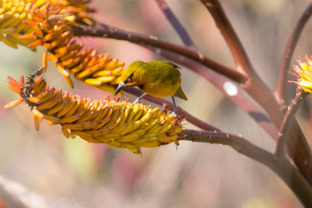 istock Spectacled Weaver sitting on yellow aloe to get nectar 899288922