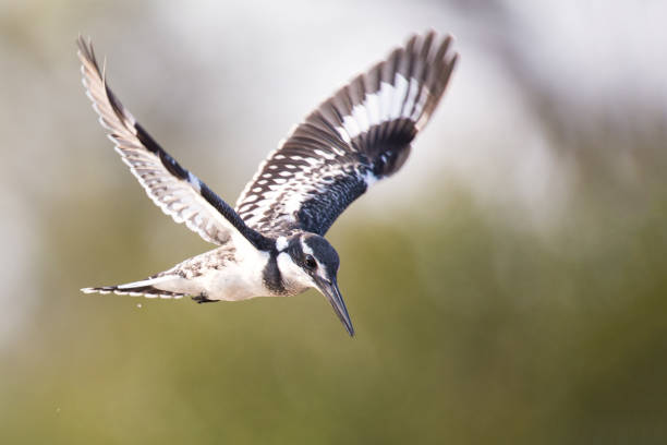 istock Pied kingfisher hover in flight to catch a fish 899288970