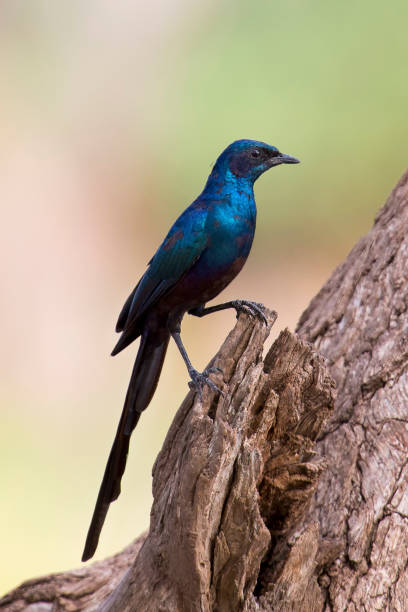 istock Meves's Longtailed Starling sitting on the side of a tree 899289504