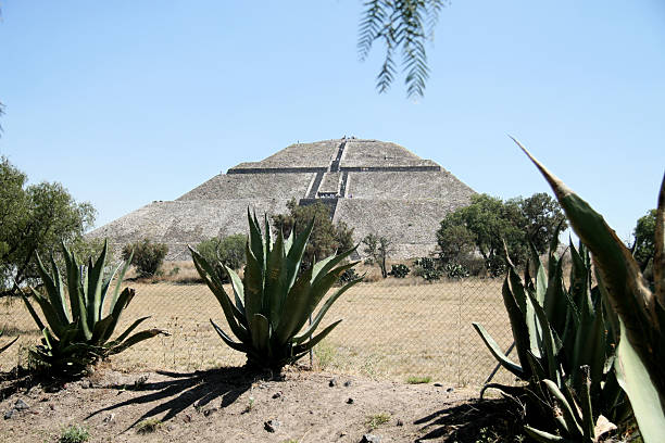 Landscape in the Monterrey greenhouse