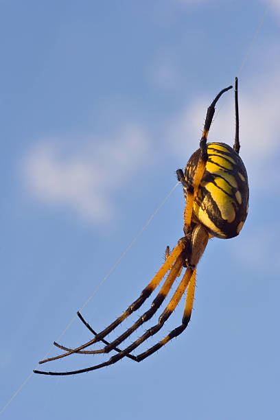 High key treatment of a Black and Yellow Garden Spider from beneath against a blurred background in eastern Pennsylvania