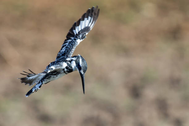istock Pied Kingfisher hover in flight to hunt for fish 899291972