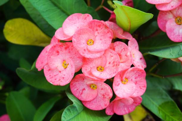 istock pink Euphorbia milii flower 899292648