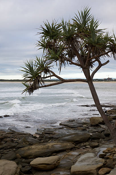 Pandanus, pedras, ondas - fotografia de stock