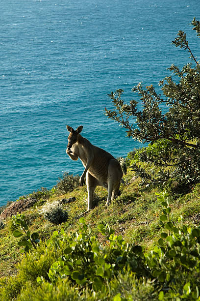 canguro - foto stock