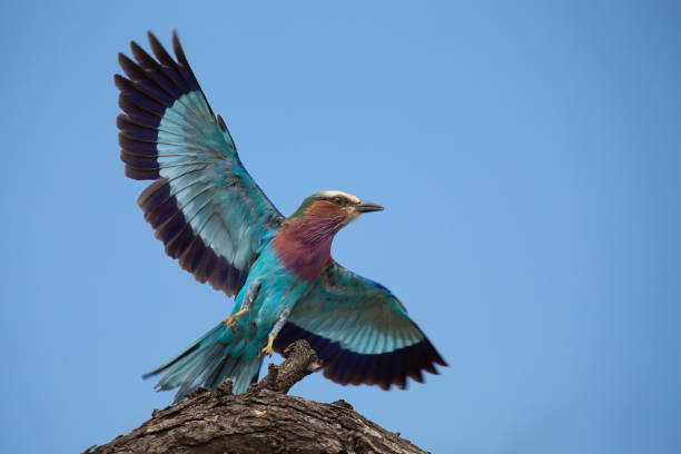 istock Beautiful lilac breasted roller take off from a perch to hunt for insects 899295286