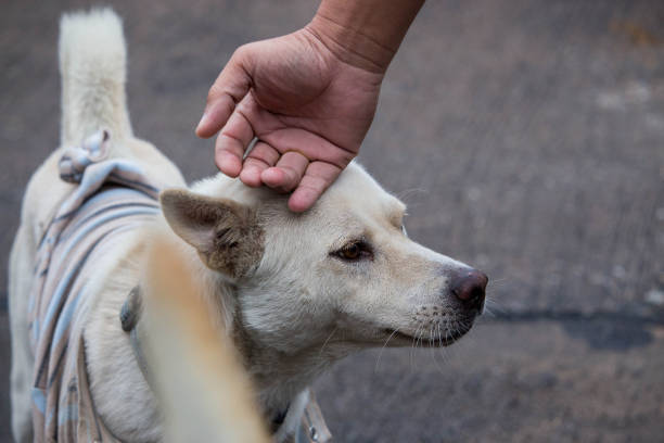 istock The stray dog resting on concrete road 899295636