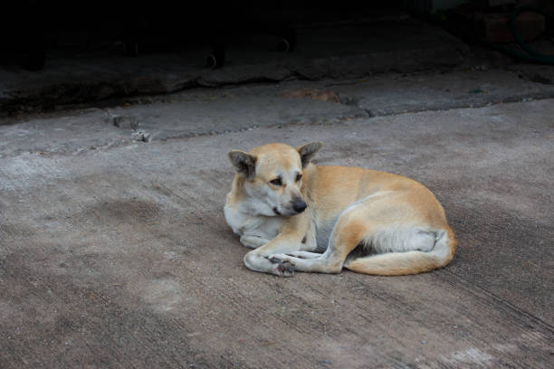 istock The stray dog resting on concrete road 899295984