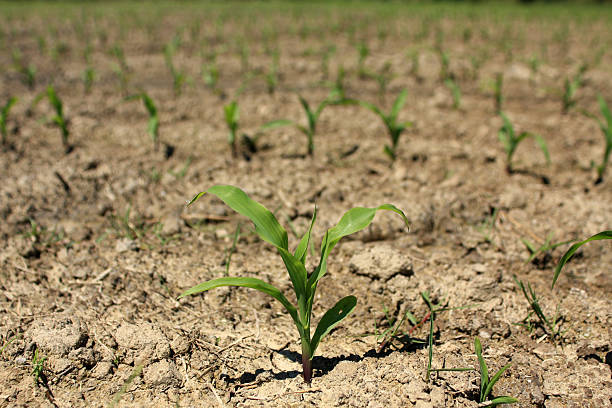 Corn field horizontal – Foto