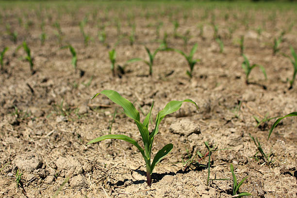 Corn field horizontal stock photo