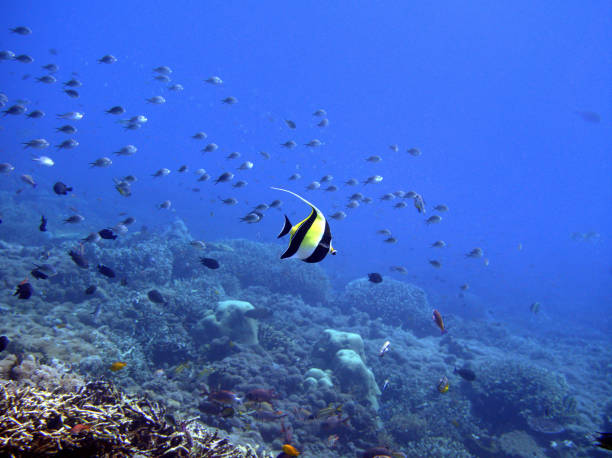 istock Bannerfish at the Komodo Islands 899296500