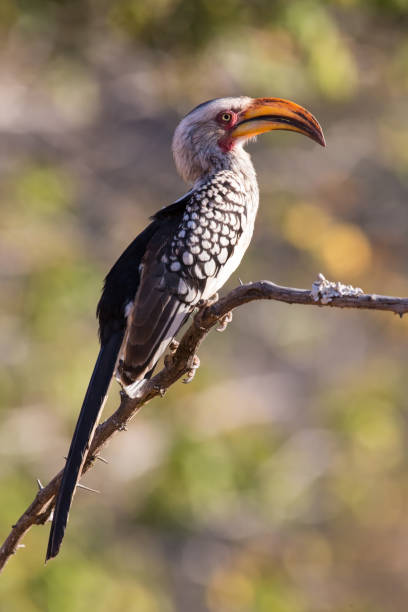 istock Yellow billed hornbill sitting on a branch and rest 899296560