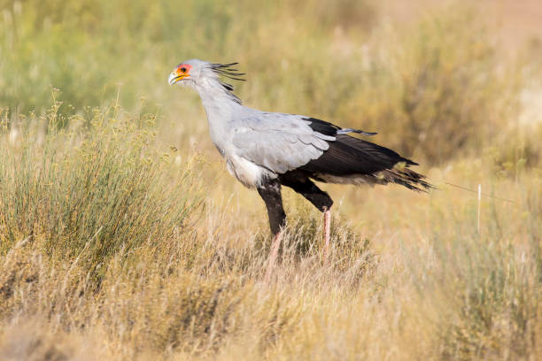 istock Secretary bird strolls though grass in the Kalahari looking for prey 899296712