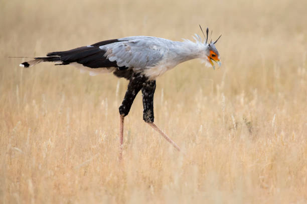 istock Secretary bird strolls though grass in the Kalahari looking for prey 899297012