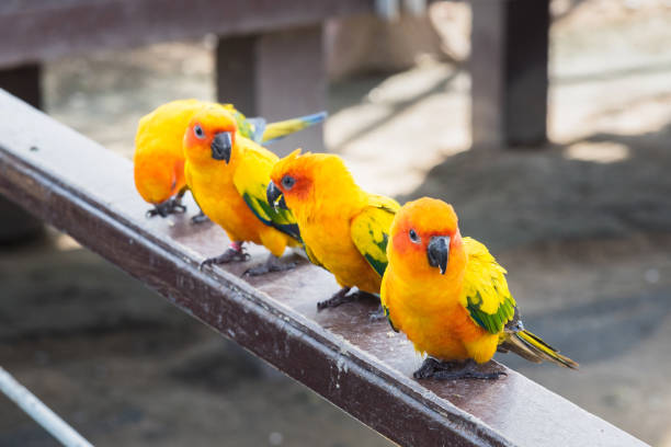 istock Many yellow and orange parrot in a big cage.Thailand. 899297152