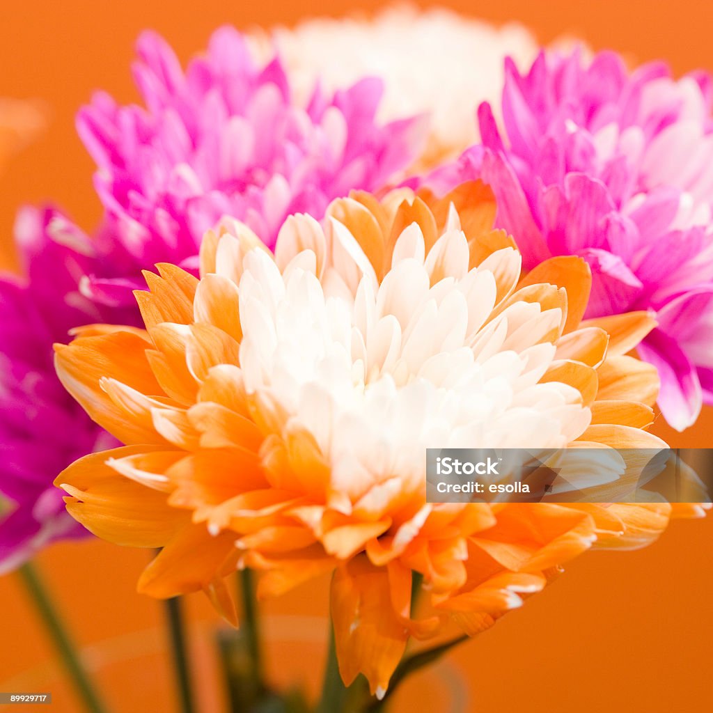 Arancio e rosa tinta Crisantemo - Foto stock royalty-free di Arancione