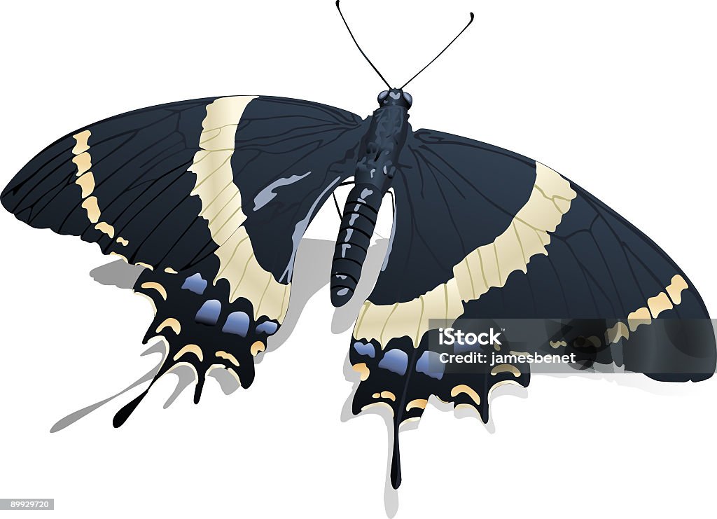 Anise Swallow Tail Butterfly  Anise Swallowtail stock illustration