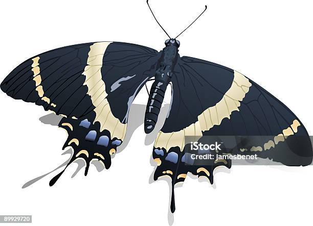 Anise Swallow Tail Butterfly Stock Illustration - Download Image Now - Anise Swallowtail, Black Color, Blue