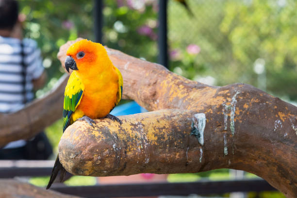 istock Many yellow and orange parrot in a big cage.Thailand. 899297246