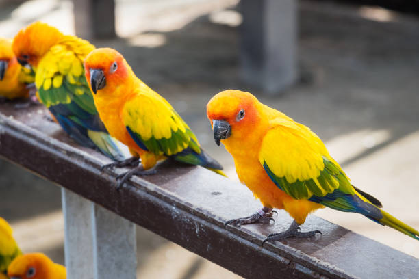 istock Many yellow and orange parrot in a big cage.Thailand. 899297322