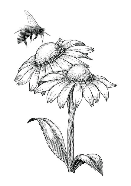 ilustrações de stock, clip art, desenhos animados e ícones de bee with flowers hand drawing engraving style isolate on white background - abelha ilustrações