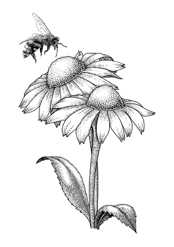 Bee with flowers hand drawing engraving style isolate on white background