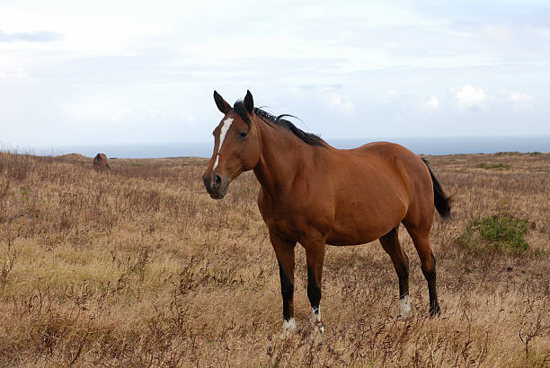 istock brown horse in the field 89929857