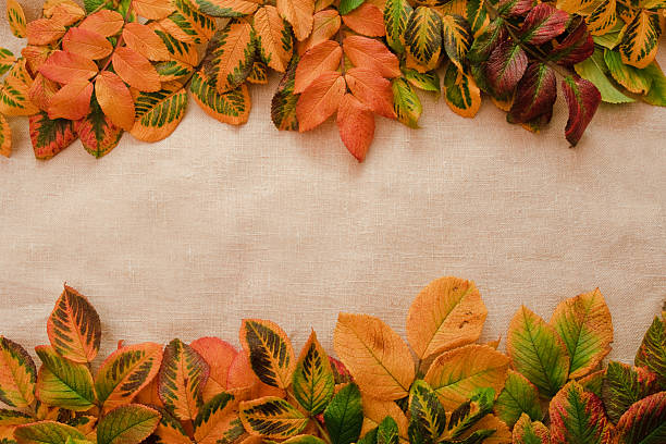 istock background from autumn leaves 89929916