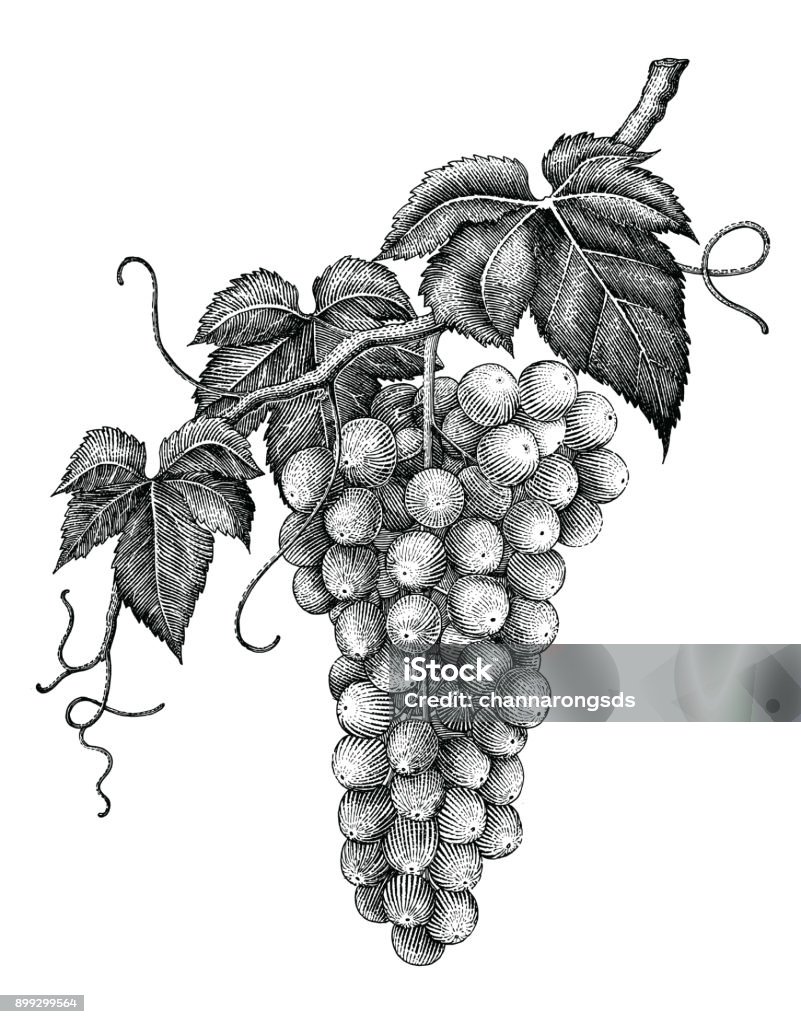 Grape branch hand drawing engraving vintage isolated on white background Grape stock vector