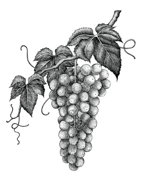Grape branch hand drawing engraving vintage isolated on white background Grape branch hand drawing engraving vintage isolated on white background vine plant illustrations stock illustrations