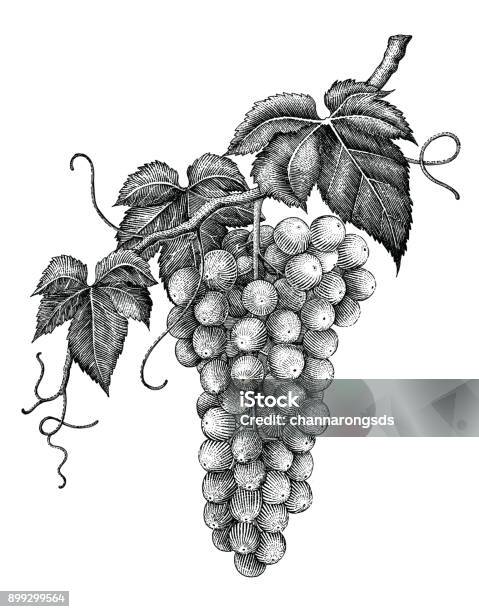 Grape Branch Hand Drawing Engraving Vintage Isolated On White Background Stock Illustration - Download Image Now