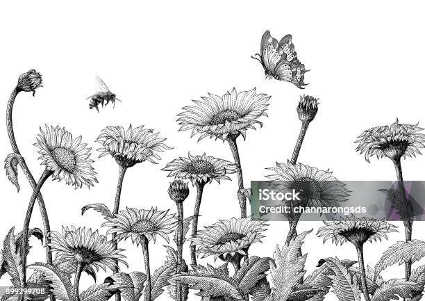 Daisy Field Hand Drawing Engraving Illustration Isolated On White Backgrounddaisy Field Vintage Style Wallpaper Stock Illustration - Download Image Now