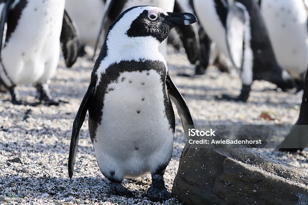 Pinguini africani alla Robben Island - Foto stock royalty-free di Pinguino